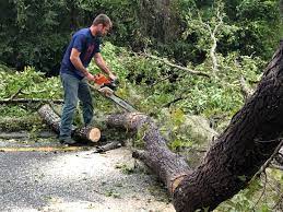 Best Tree Maintenance Programs  in Point Lookout, NY