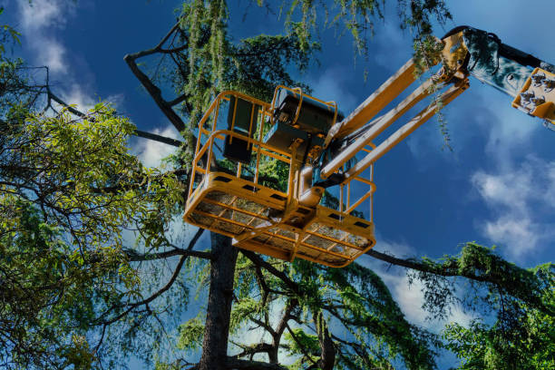 Best Hazardous Tree Removal  in Point Lookout, NY