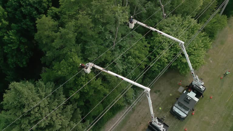 Best Tree Removal  in Point Lookout, NY