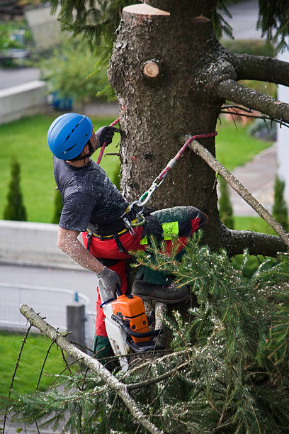 Best Tree Disease Treatment  in Point Lookout, NY