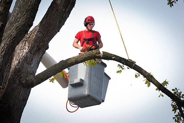 Best Fruit Tree Pruning  in Point Lookout, NY